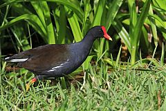 Common Gallinule